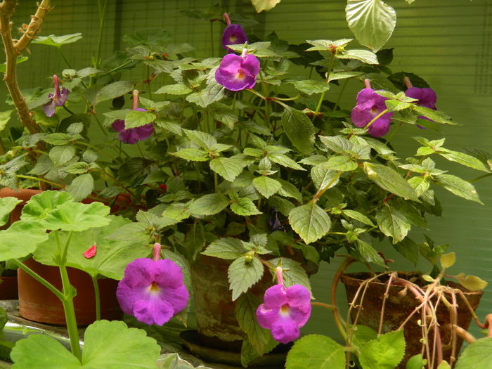 DSCN1229 - 2016 ACHIMENESI_ORHIDEE_STREPTOCARPELA