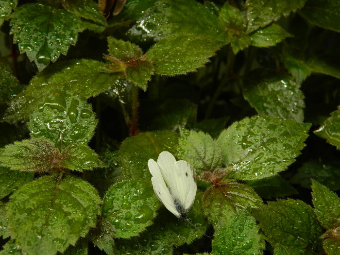 DSCN1232 - 2016 ACHIMENESI_ORHIDEE_STREPTOCARPELA