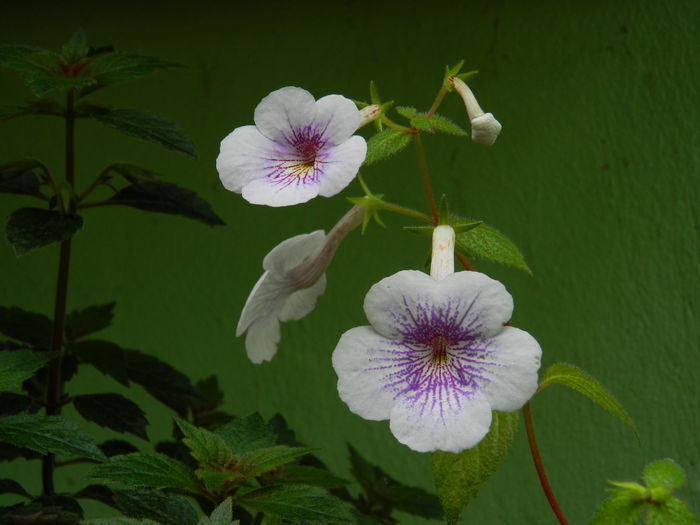 DSCN1290 - 2016 ACHIMENESI_ORHIDEE_STREPTOCARPELA