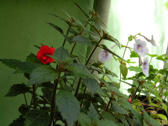 DSCN1441 - 2016 ACHIMENESI_ORHIDEE_STREPTOCARPELA