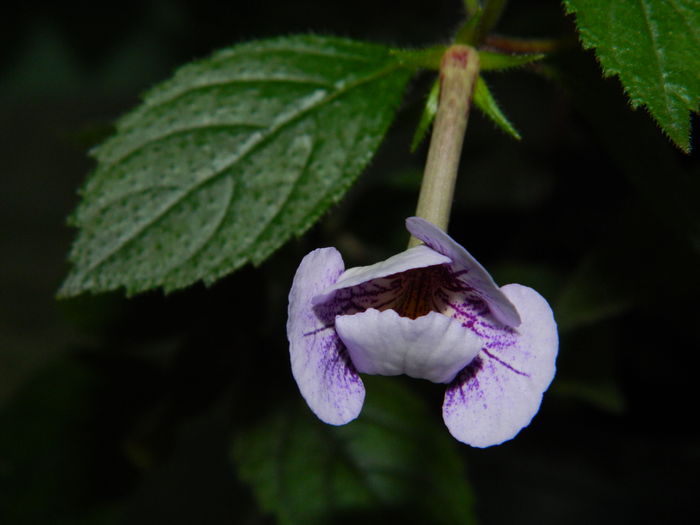 DSCN1615 - 2016 ACHIMENESI_ORHIDEE_STREPTOCARPELA