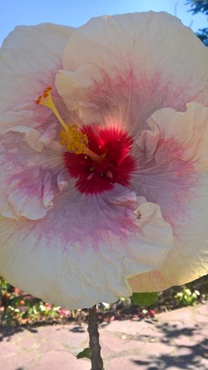 WP_20160714_14_35_14_Pro - Hibiscus Rebellious Lady