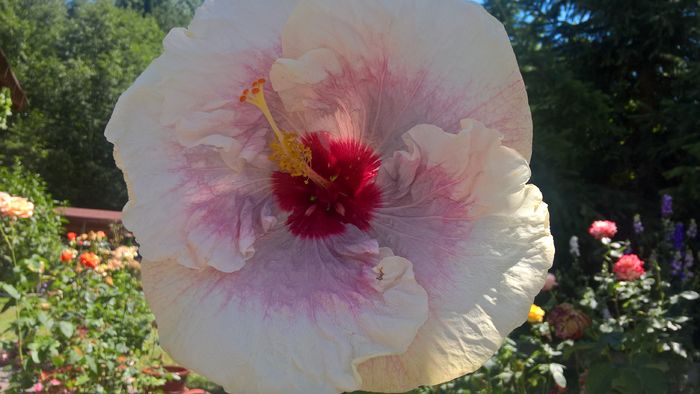 WP_20160714_14_35_21_Pro - Hibiscus Rebellious Lady