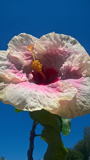 WP_20160714_14_35_49_Pro - Hibiscus Rebellious Lady