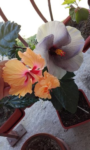 20160714_145425 - trandafirii chinezesti-hibiscus rosa sinensis