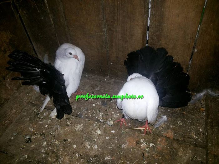 vânduți lui Roșca Costică(CS)