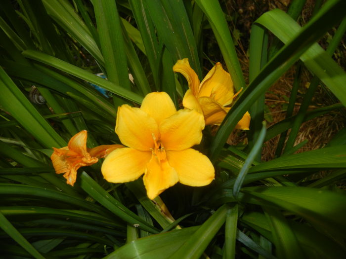 Hemerocallis Stella de Oro (2016, Jun.20)