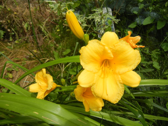 Hemerocallis Stella de Oro (2016, Jun.20)