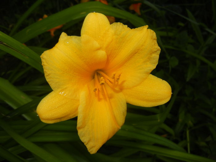 Hemerocallis Stella de Oro (2016, Jun.21)