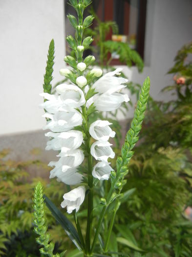 Physostegia virginiana Alba ('16,Jun.17)