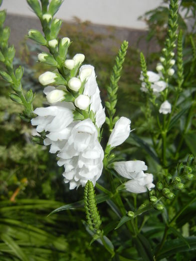 Physostegia virginiana Alba ('16,Jun.17)