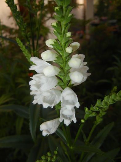 Physostegia virginiana Alba ('16,Jun.18)