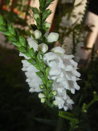 Physostegia virginiana Alba ('16,Jun.18)