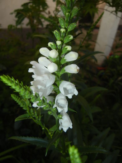 Physostegia virginiana Alba ('16,Jun.18)