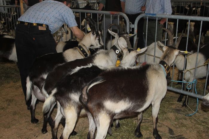 Capritele Paun la stand - Rase de oi si capre poze deosebite 11