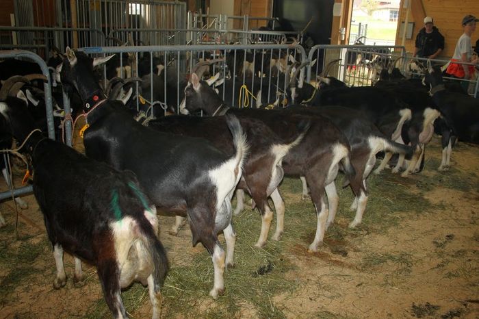 Frumuseti de lapte - Rase de oi si capre poze deosebite 11