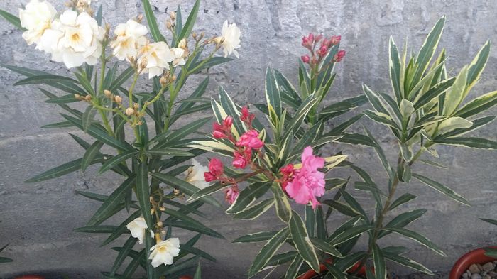 20160714_193706 - curtea cu toate cele 2016