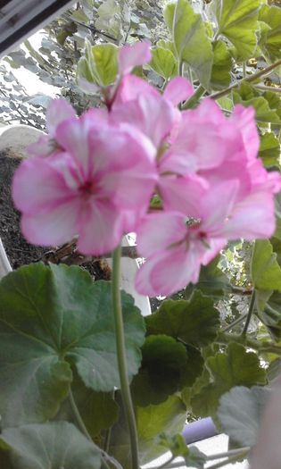 20160714_191615 - Flori 2016