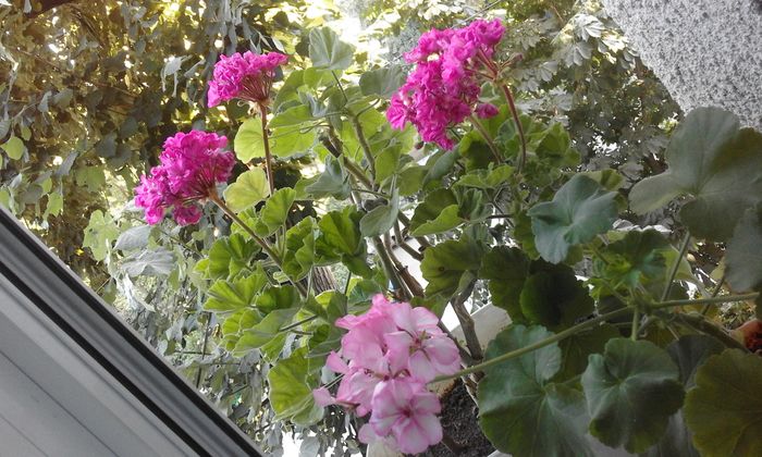 20160714_191641 - Flori 2016