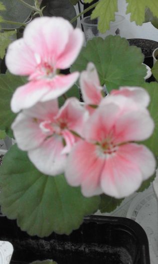 20160714_192031 - Flori 2016