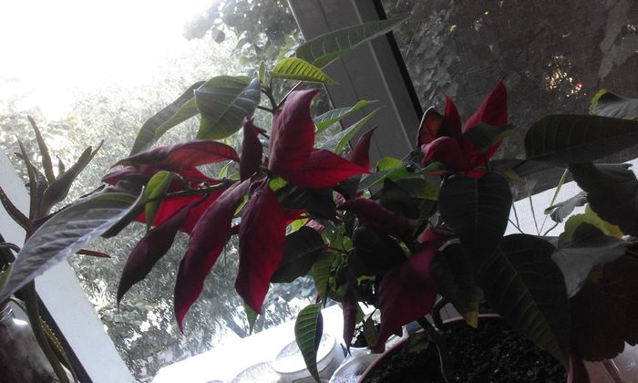 20160714_192204 - Flori 2016