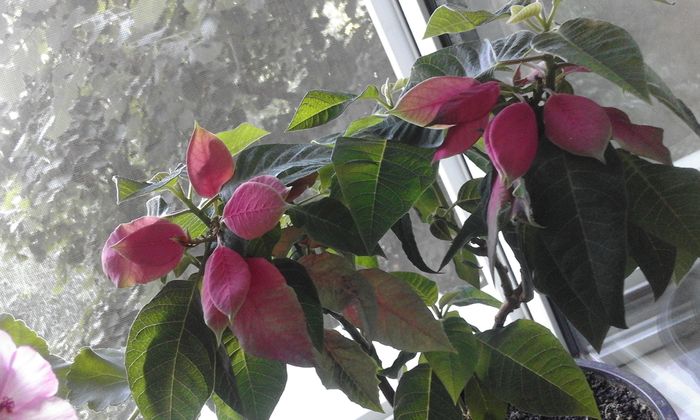 20160714_192218 - Flori 2016