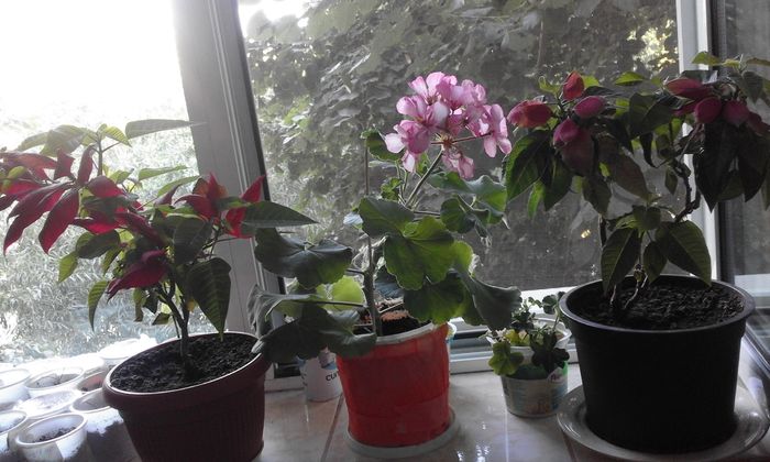 20160714_192234 - Flori 2016