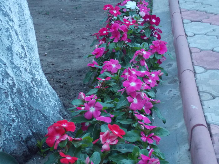DSCN2813