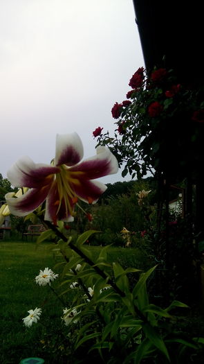 Multumesc Cameliaungureanu