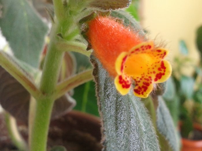 20160714_143005; kohleria
