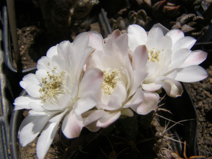 P7130172 - Suculente si cactusi - infloriri