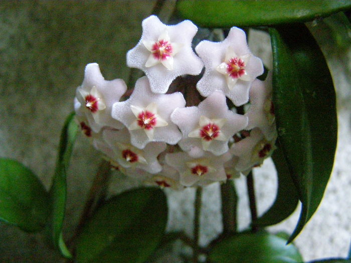 Fungii; cu parfum la ceas de seara...
