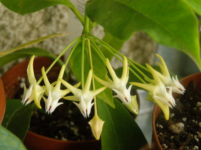 Multiflora - Hoya - infloriri