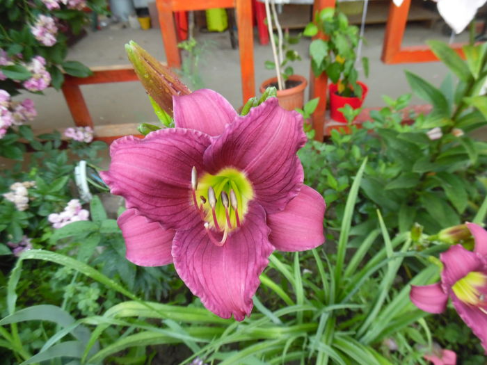 088 - 0 Hemerocalis crini si alte perene