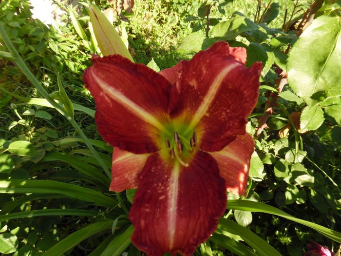 005 - 0 Hemerocalis crini si alte perene