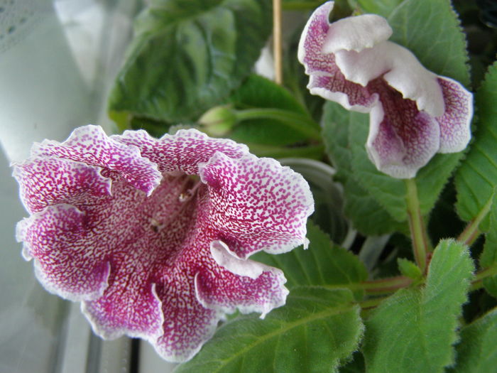 P7070021 - Gloxinii - infloriri