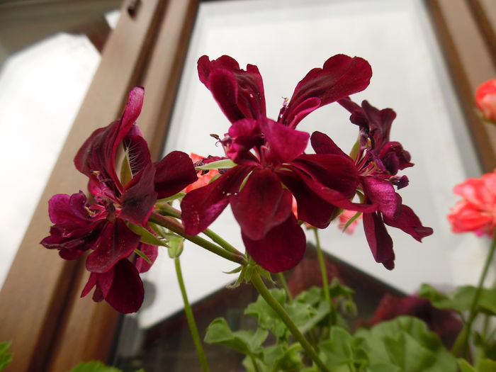 043 - 2016 Flori si Trandafiri