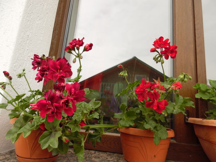 044 - 2016 Flori si Trandafiri