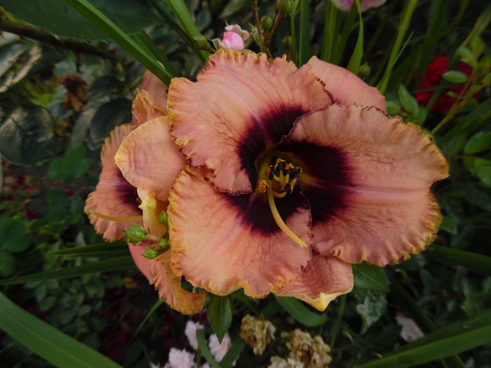 002 - 0 Hemerocalis crini si alte perene