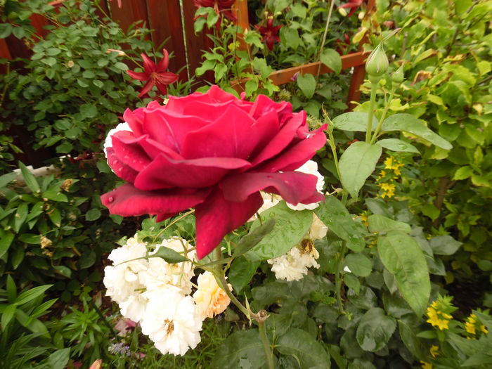 057 - 2016 Flori si Trandafiri