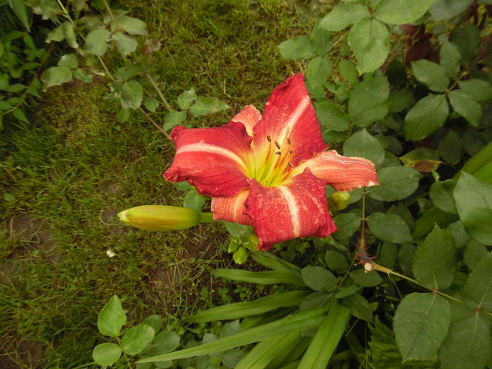 134 - 0 Hemerocalis crini si alte perene