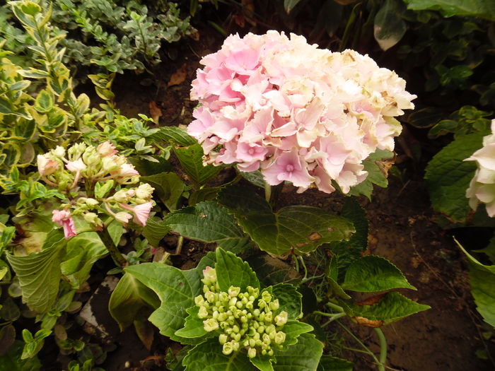 076 - 2016 Flori si Trandafiri