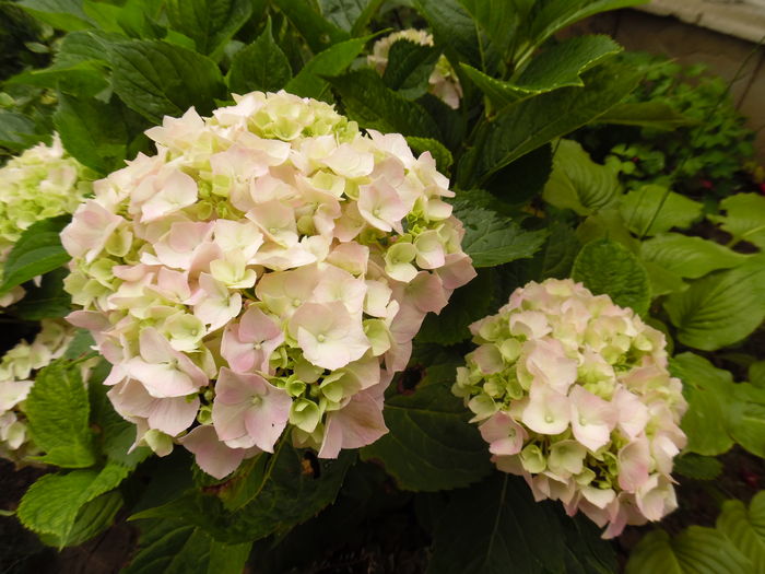 077 - 2016 Flori si Trandafiri