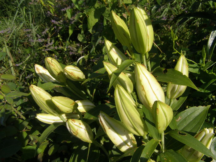 P7090072 - Crini - infloriri