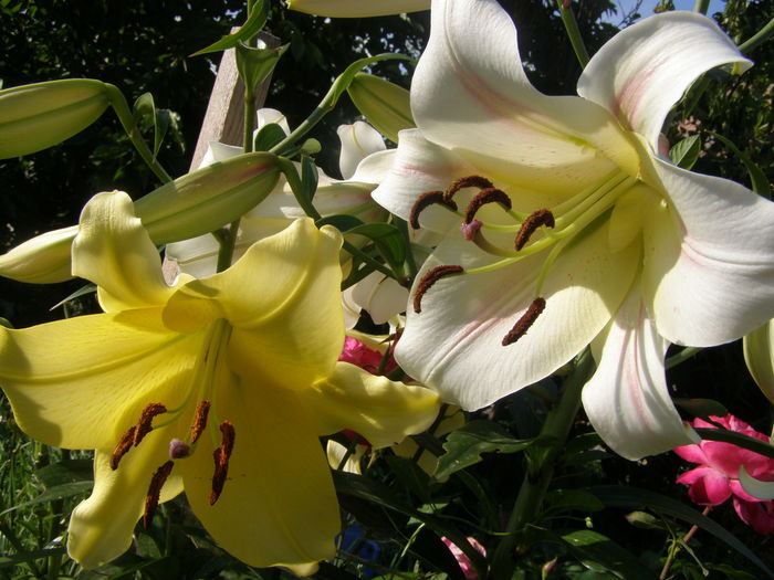 P7090075 - Crini - infloriri