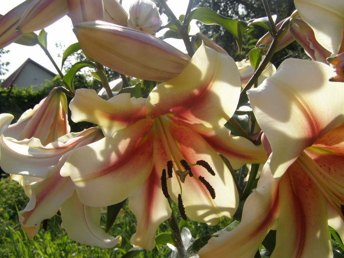 P7090077 - Crini - infloriri