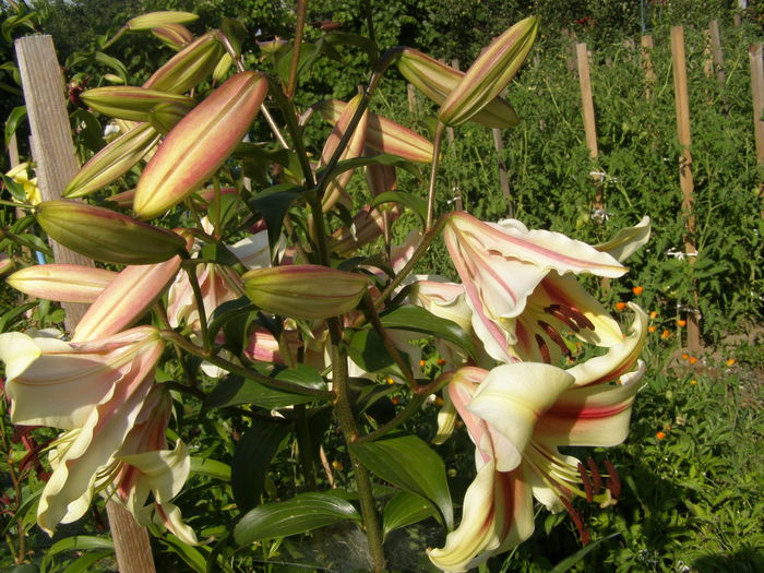 P7090080 - Crini - infloriri