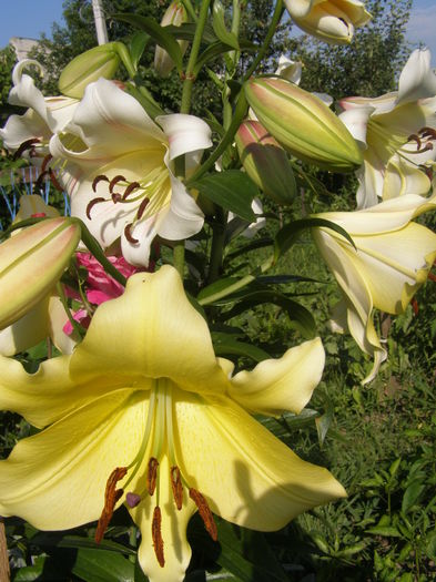 P7090082 - Crini - infloriri