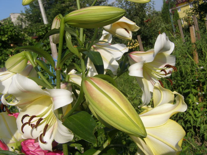 P7090083 - Crini - infloriri