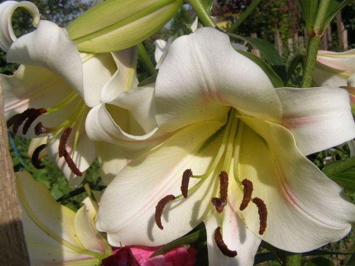 P7090085 - Crini - infloriri